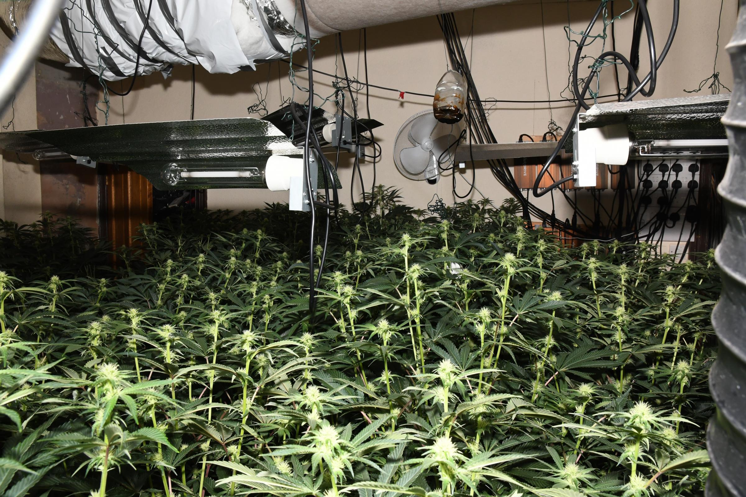 The cannabis farm